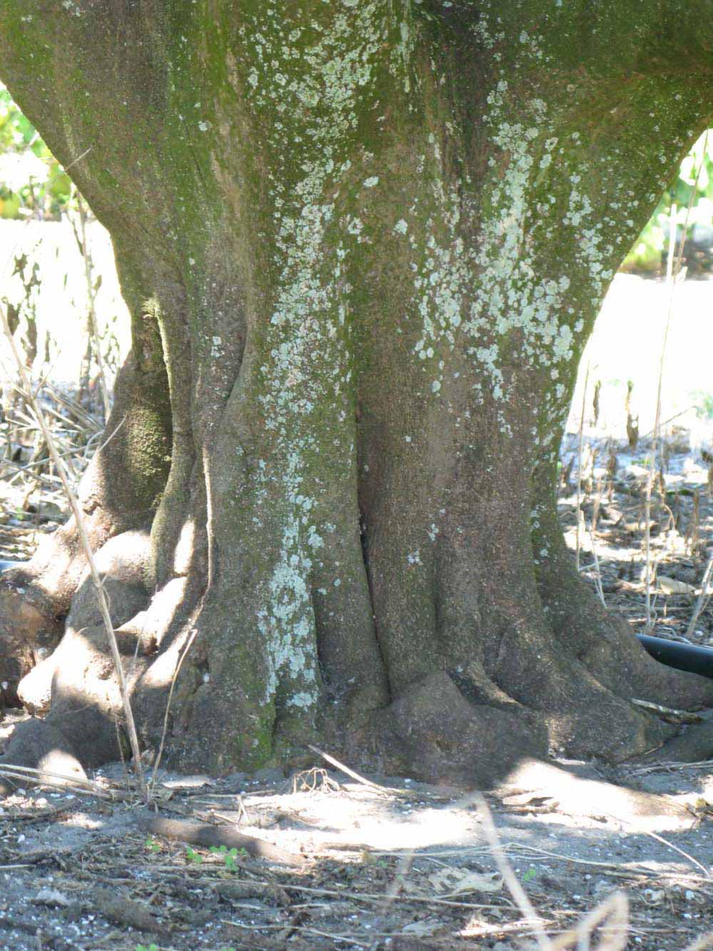            Bark (Winter Haven, FL)   